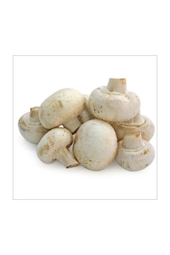 Tohumculuk Mantar Tohumu 20 Adet Tohum Kültür Mantarı Tohumu ürün görseli