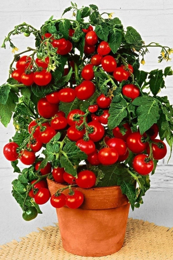 Tohumculuk Cherry Saksılık Domates Tohumu 10 Adet Tohum ürün görseli