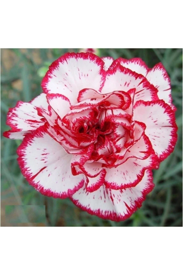 Tohumculuk Lekeli Karanfil Çiçeği Tohumu (30 Tohum ürün görseli