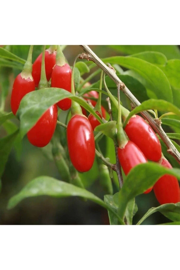 Tohumculuk Goji Berry Kurt Üzümü Tohumu (5 Tohum)