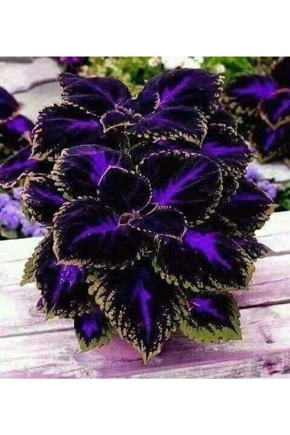 10 Adet Özel Kolyos (YAPRAK GÜZELİ) Çiçek Tohumu ürün görseli 1