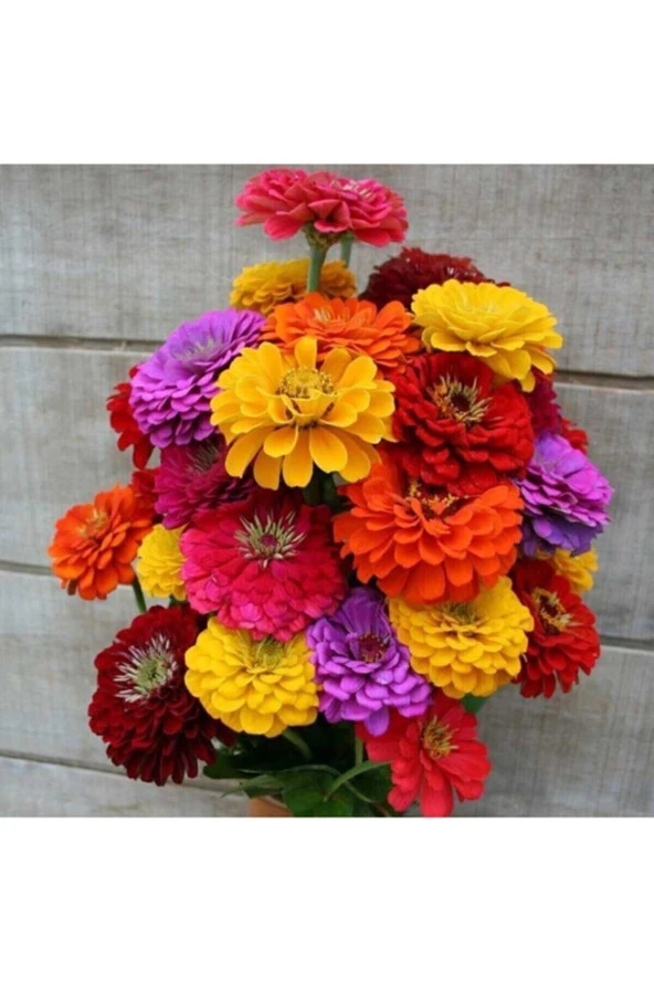 30 Adet Karışık Renkli Zinnia Çiçeği Tohumu - Resim 2