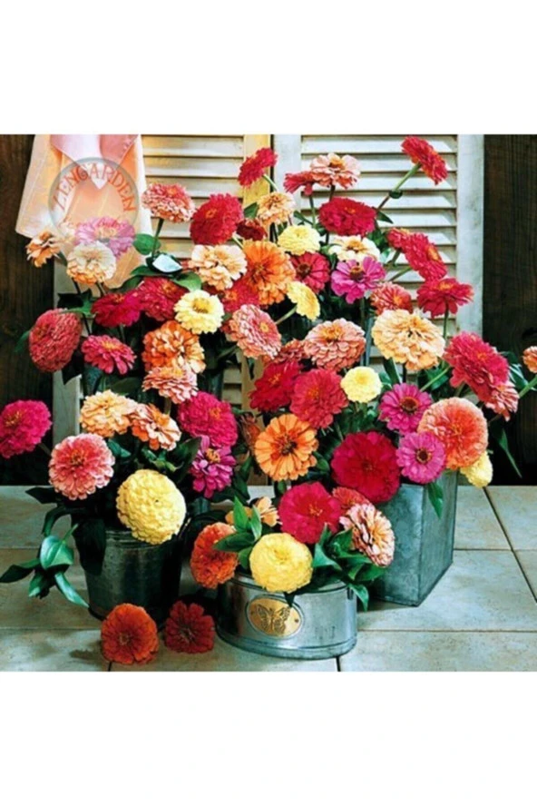 30 Adet Karışık Renkli Zinnia Çiçeği Tohumu - Resim 3