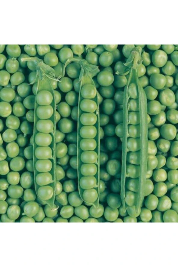 Utrillo Iri Boy Bezelye Tohumu 50 Adet ürün görseli