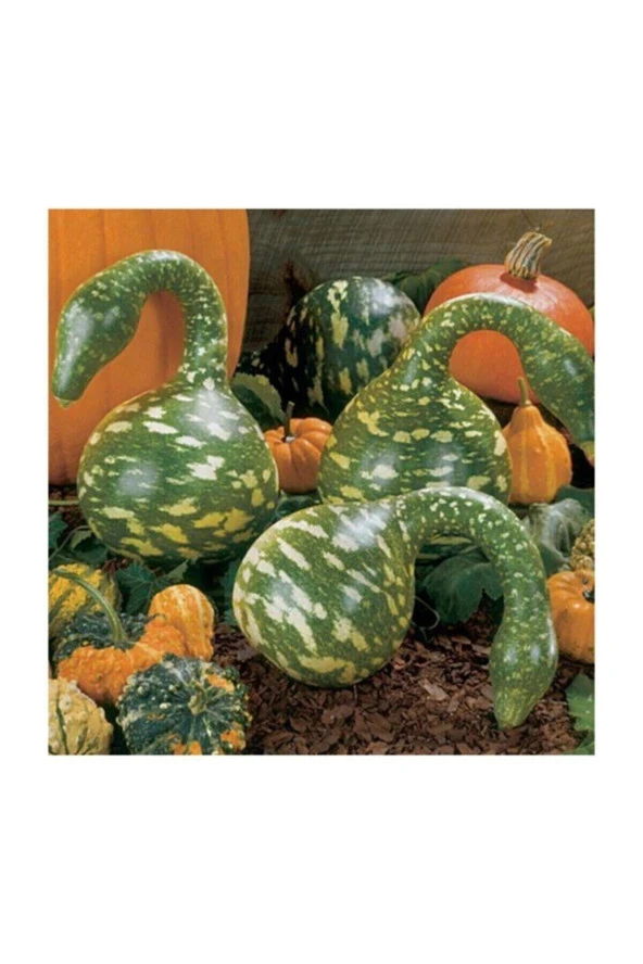 Nadir Ithal Kuğu  3 Adet Kabak Tohumu - Resim 2