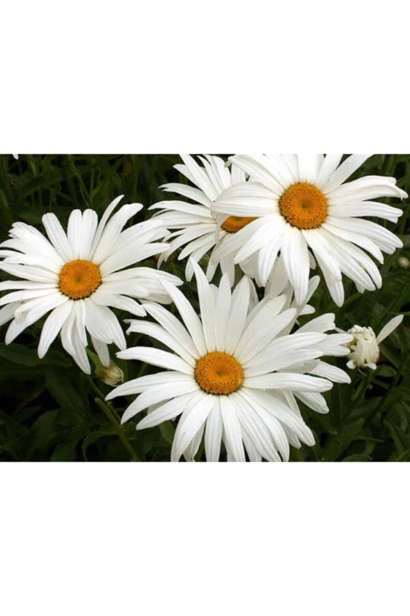 100 Adet Giant Yediveren Papatya Tohumu ürün görseli 1