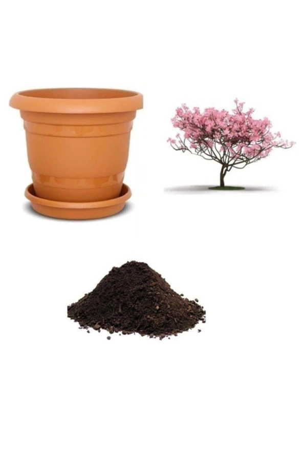 Pembe Manolya Ağacı Tohumu Ekim Seti ürün görseli