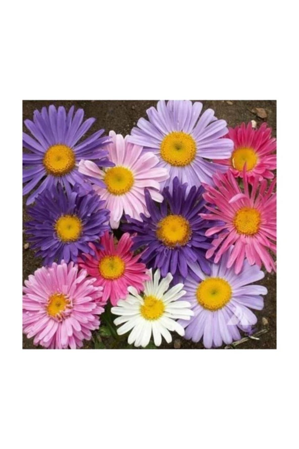 Karışık Dilber Kipriği Çiçeği Ekim Seti 5 Adet Tohum Saksı Toprak Çiçek Tohumu ürün görseli