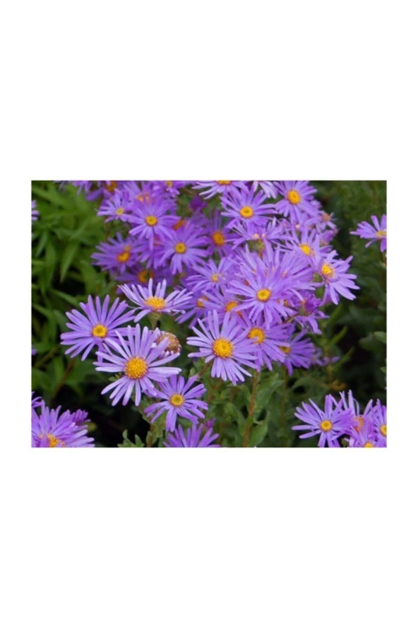 Karışık Dilber Kipriği Çiçeği Ekim Seti 5 Adet Tohum Saksı Toprak Çiçek Tohumu - Resim 3