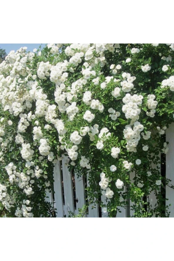 Beyaz Sarmaşık Gül Tohumu Beyaz Gül Tohumu Ekim Seti 5 Adet Tohum + Saksı + Toprak ürün görseli