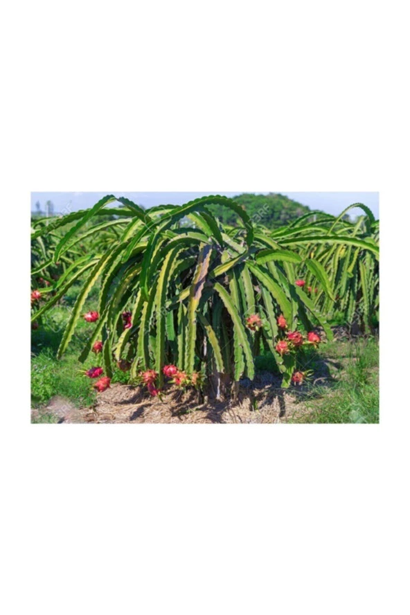 Pitaya Ejder Meyvesi Tohumu 10 Adet Tohum Pithaya Dragon Fruit - Resim 3