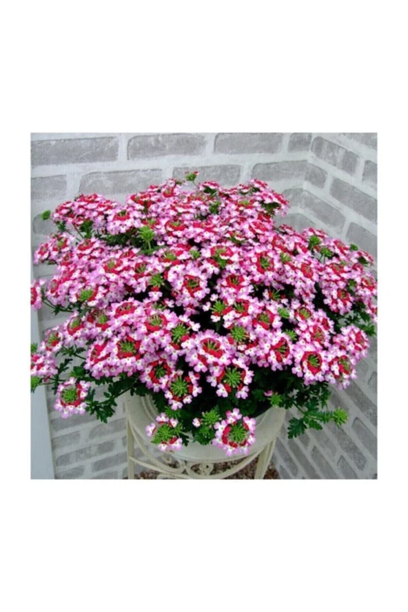 Karışık Hüsnüyusuf Çiçeği Tohumu 5 Adet Tohum Hüsnü Yusuf Çiçek Tohumu - Resim 2