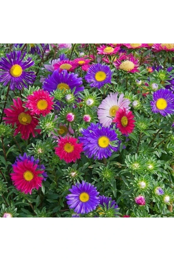 10 Adet Tohum Kraliçe Papatya Çiçeği Tohumu + Saksı Toprak ürün görseli