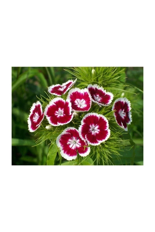 Karışık Hüsnüyusuf Çiçeği Tohumu 5 Adet Tohum Hüsnü Yusuf Çiçek Tohumu - Resim 3