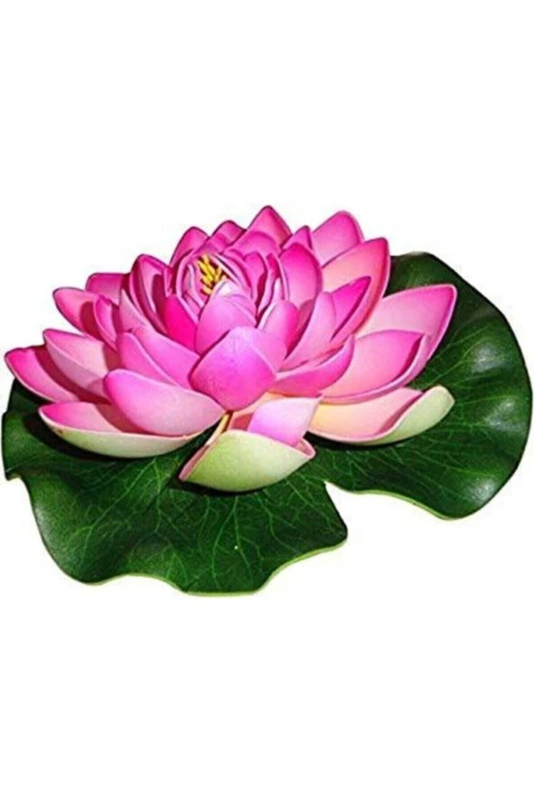 Süper Paket 20 Adet Tohum Lotus Tohumu Nilüfer Çiçeği Tohumu - Resim 3