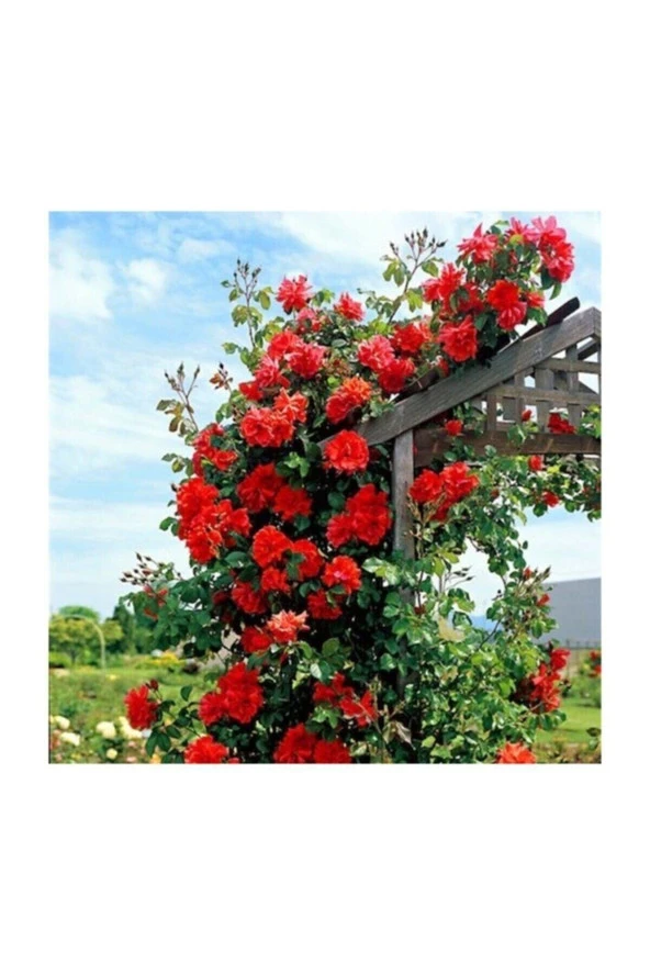 Ithal Nadir Kırmızı Sarmaşık Gül Tohumu 5 Adet Tohum Kırmızı Gül Tohumu - Resim 2