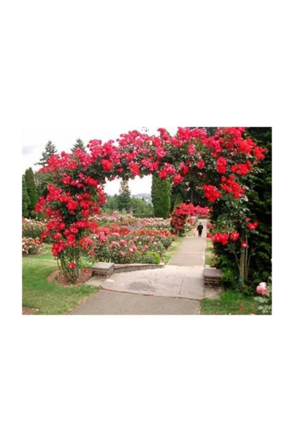 Ithal Nadir Kırmızı Sarmaşık Gül Tohumu 5 Adet Tohum Kırmızı Gül Tohumu - Resim 3