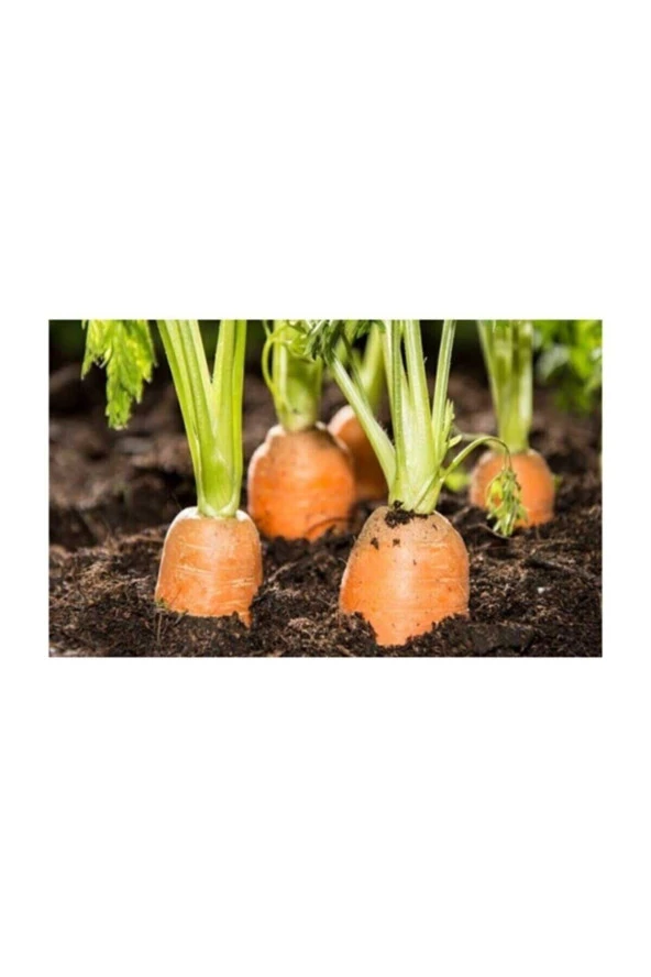Havuç Tohumu 100 Adet Tohum Nantes Etli Erkenci Havuç - Resim 3
