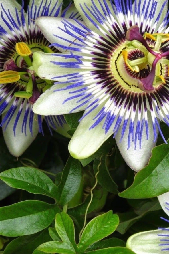 Çarkıfelek Çiçeği, Passiflora Tohumu / 5 Adet Tohum ürün görseli 1