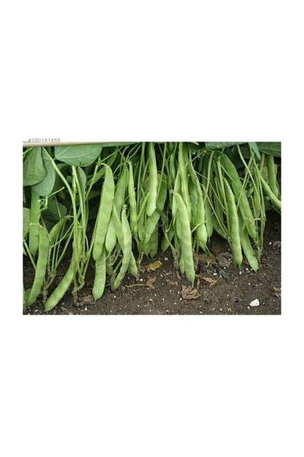 Nadir Yediveren Magnum Fasülyesi Tohumu 15 Tohum Tohum Fasulye Tohumu ürün görseli 1