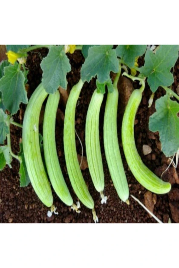 Acur Tohumu 10 Adet Tohum ürün görseli