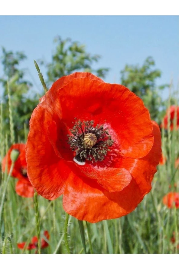 Gelincik Çiçeği Tohumu ürün görseli
