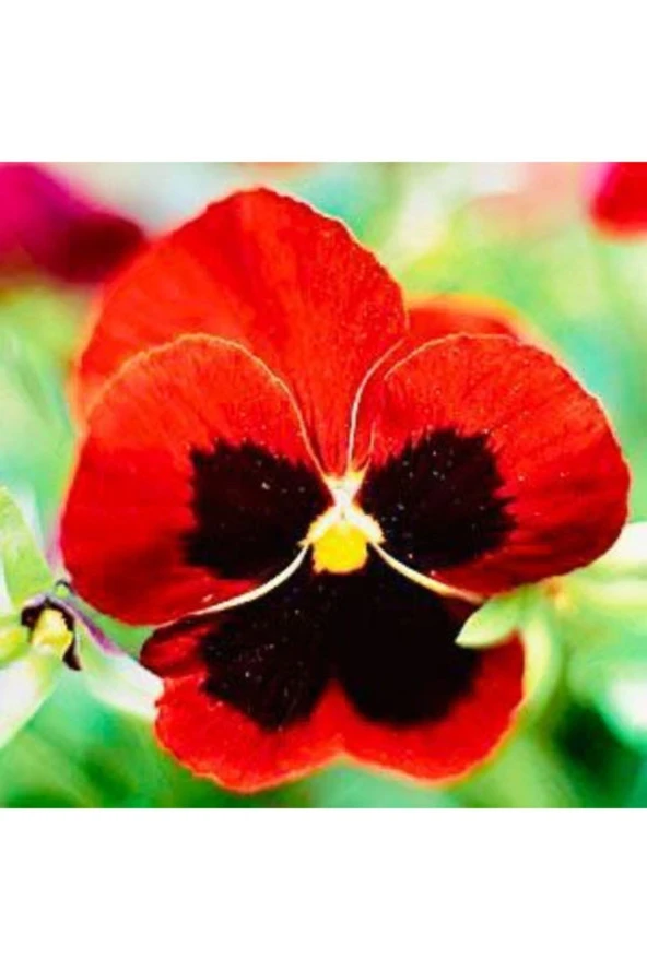 10-15 Adet Kırmızı Menekşe Çiçeği Tohumu ürün görseli