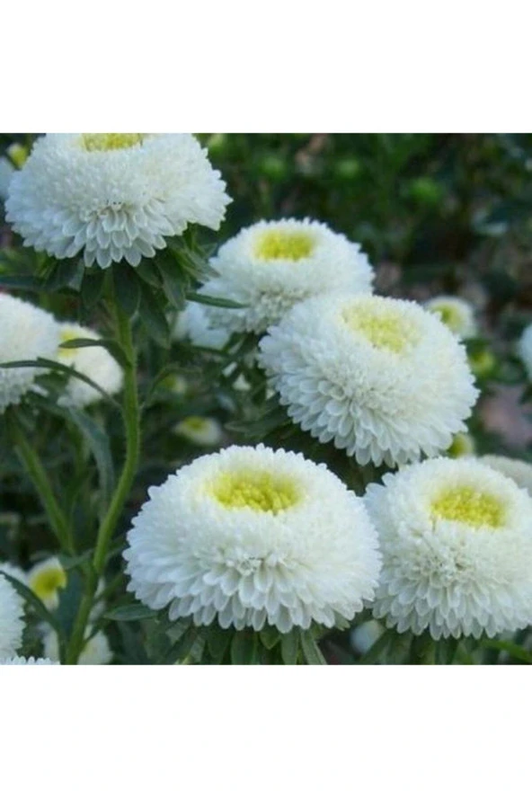 10 Adet Beyaz Renkli Ingiliz Papatyası Çiçeği Tohumu ürün görseli