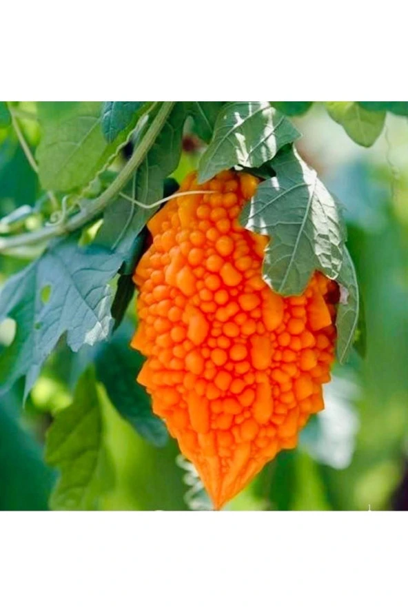 Kudret Narı Tohumu (15-20 Tohum) ürün görseli