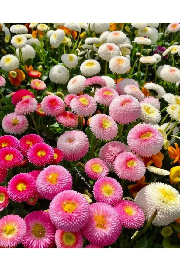 Karışık Renk Çilek Papatyası Çiçeği Tohumu (15-20 Tohum) ürün görseli