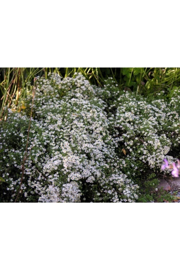 15 Adet White Star Bahar Yıldız Çiçek Tohumu ürün görseli 1