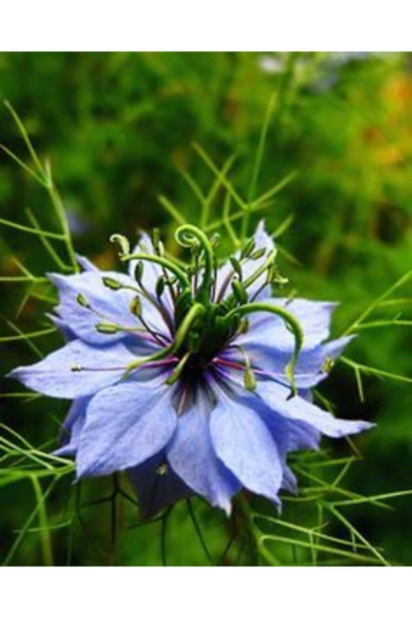 10 Adet Özel Mavi Renk Çörek Otu Çiçek Tohumu - Resim 2