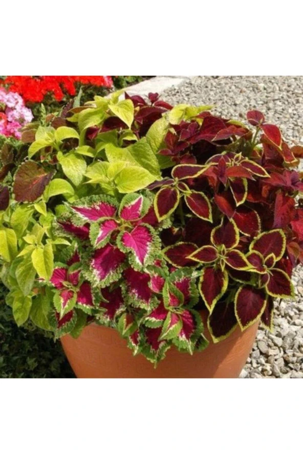 10 Adet Karışık Kolyos (yaprak Güzeli) Çiçek Tohumu ürün görseli