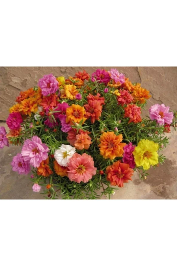 10 Adet Katmerli Kedi Tırnağı Çiçeği Tohumu ürün görseli 1