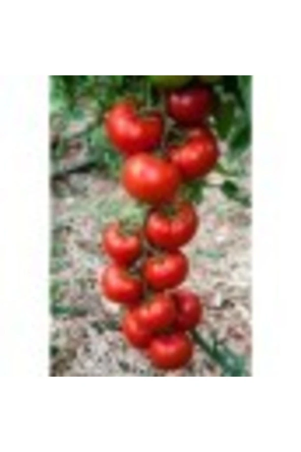 Kokulu Salkım Domates Tohumu - 50 Adet ürün görseli