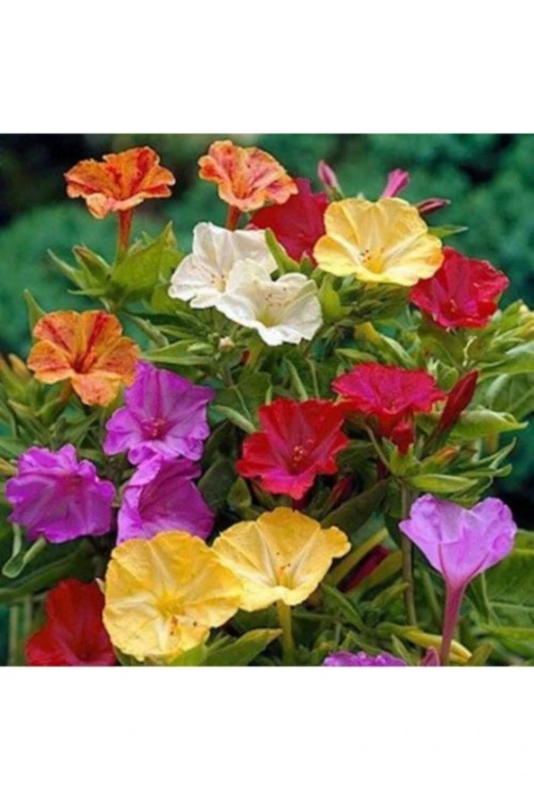 Akşam Sefası Çiçeği Tohumu (10 ADET) ürün görseli 1