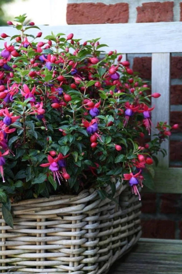 (15-20 Adet) Küpe Çiçeği Tohumu