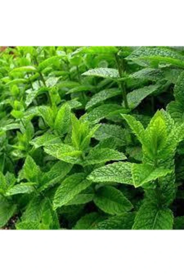 100 Adet Nane Tohumu - Bitki Besini ürün görseli 1