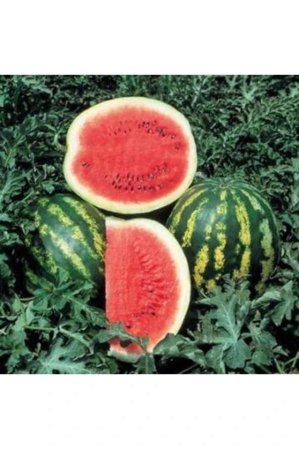 Karpuz Tohumu Crimson Sweet - 25 Adet ürün görseli