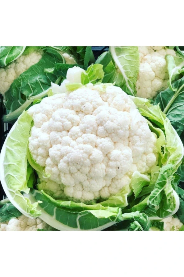 Karnabahar Tohumu (90-100 Adet) ürün görseli