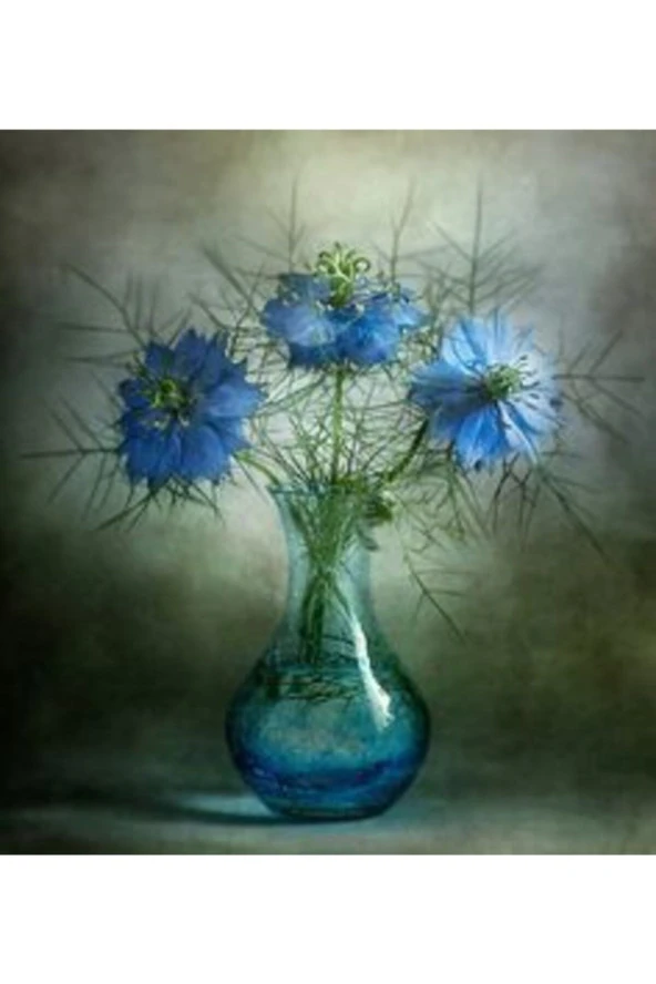 10 Adet Özel Mavi Renk Çörek Otu Çiçek Tohumu - Resim 3