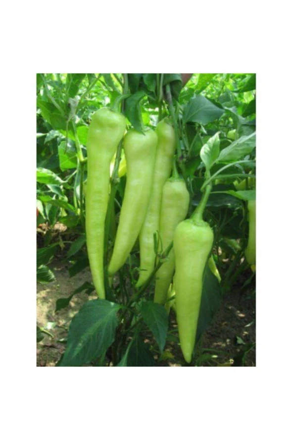 Biber Tohumu Çarliston - 25 Adet ürün görseli