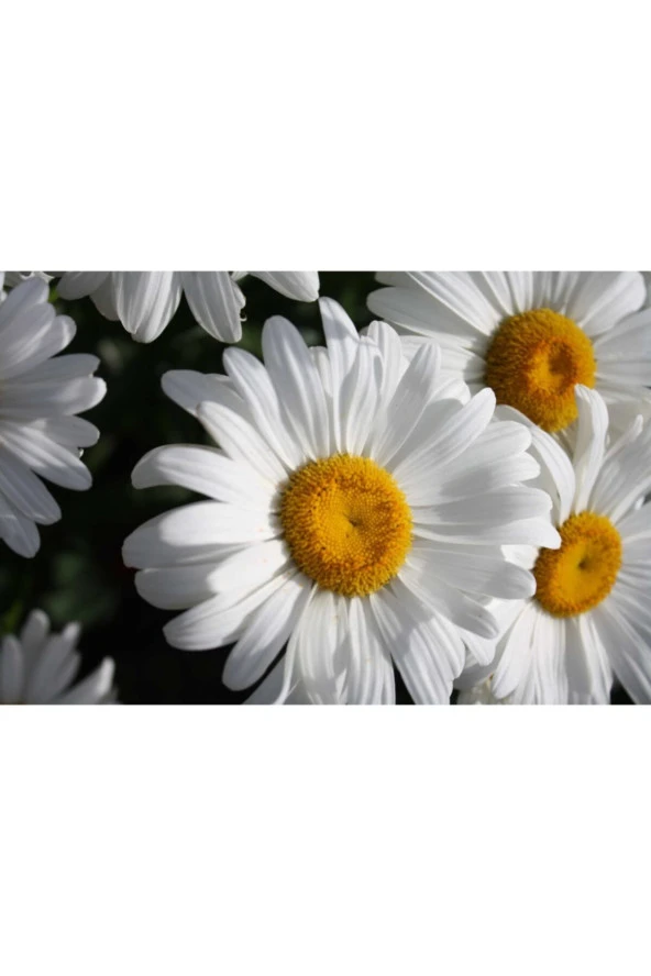 15-20 Adet Margarita Tohumu ürün görseli