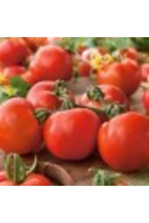 Falcon Tipi Domates Tohumu ürün görseli