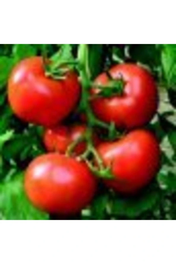 Falcon Tipi Domates Tohumu - Resim 2