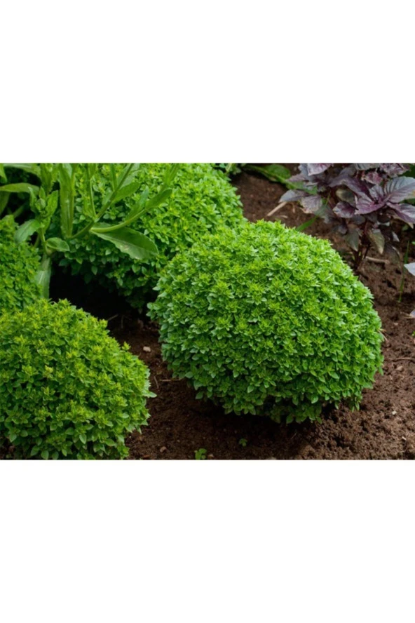 Kokulu Fesleğen Tohumu ürün görseli