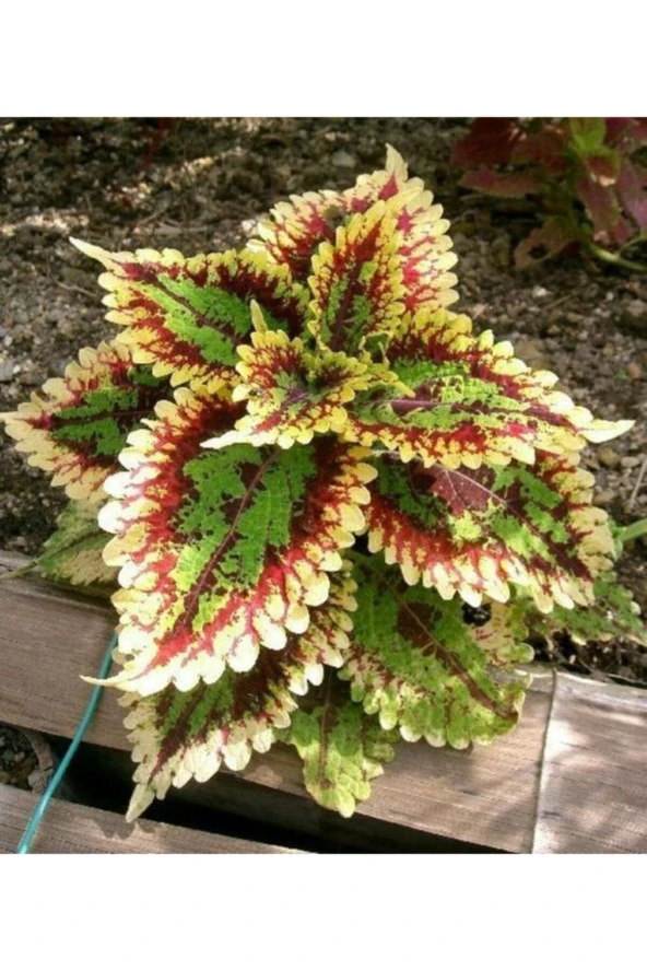 10 Adet Renkli Kolyos Çiçek Tohum ürün görseli