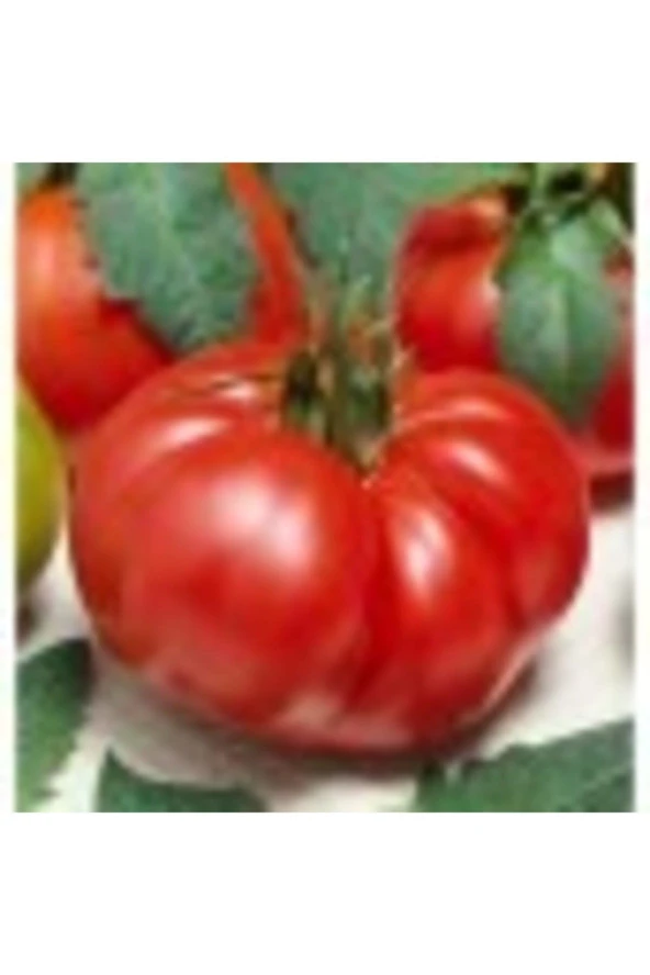 100 Adet Marmande Domates Tohum ürün görseli 1