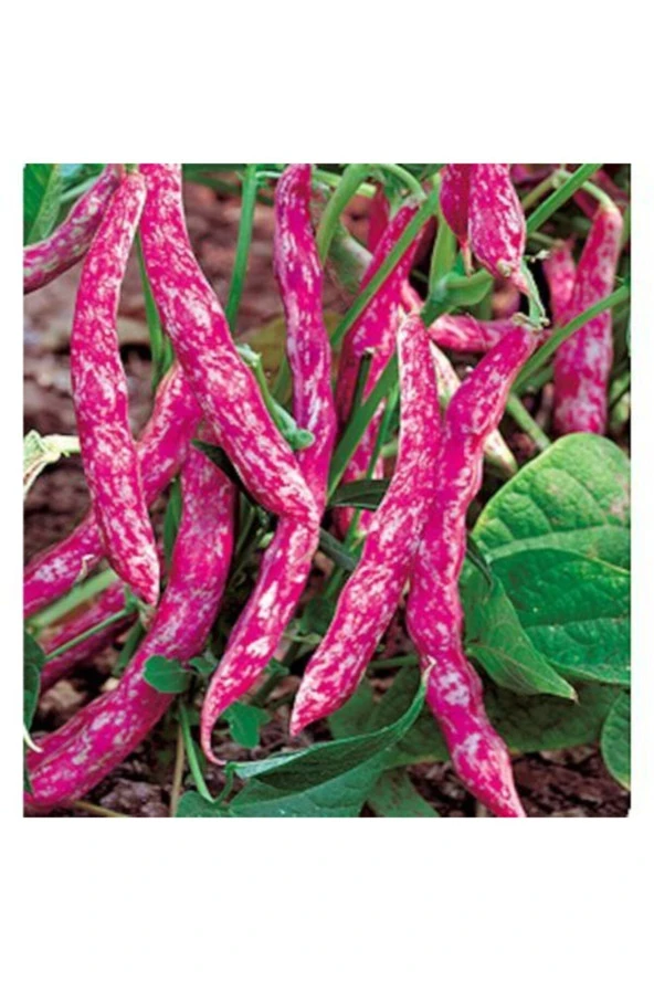 Geleneksel Sırık Barbunya Tohumu ürün görseli