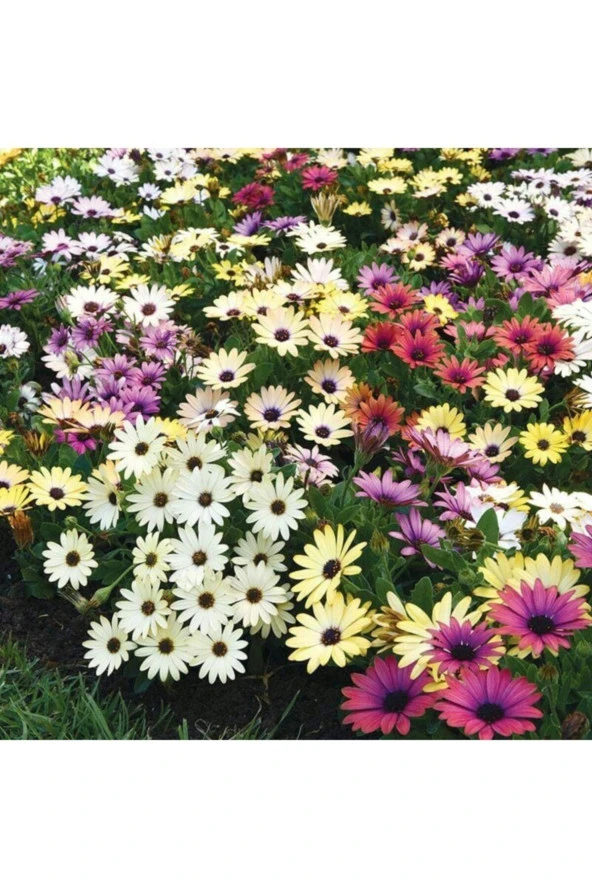 Karışık Renkli Afrika Papatyası Tohumu ürün görseli